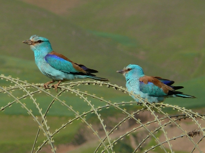 The highes observationpoint for hunting rollers in a militarycamp of Afghanistan are not the very rare trees.