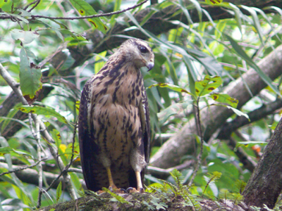 De vogel vloog rakelings over ons heen en ging op een tak zitten. We slopen dichterbij, maar hij keurde ons geen blik waardig.