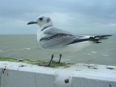 Een gure noordwesterwind had me naar het oosterstaketsel gedreven hopend op een kleine burgemeester of zoiets. daar was niet al te veel te zien maar leuk was dit 1ste winter drieteenmeeuwtje dat op enkele meters zat. de volgende dag werd het oosterstaketsel ontoegankelijk verklaard omdat het op verschillende plaatsen was ingestort.