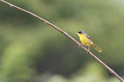 Nog eentje uit mijn mini-archief van onze trip naar Costa Rica. Een heel klein beetje tijd kunnen maken voor (vogel)fotografie. Toen deze Yellowthroat landde op dit takje begon het net te regenen...

Volgens mij een kleine primeur op BP, want ik kon deze vogel niet vinden in de database...niet dat het heel belangrijk is, maar wel leuk om te delen.