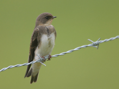 De oeverzwaluwen waren in grote groepen van adulte en juveniele vogels aan het verzamelen.
Hier een jonge vogel die braafjes bleef zitten.