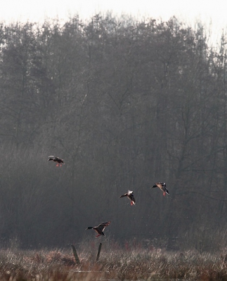 Enkele wilde eenden in overstroomd gebied rond Grote Beek in Dassenaerde Molenstede (Belgi). In tegenlicht.