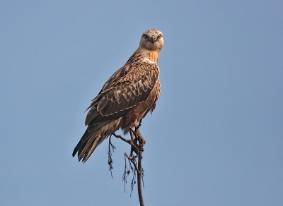 An adult Long-legged Buzzard sitting by the main road. Photo taken from the car while still on the road going high speed (50 km). This technique doesnt scare raptors since the car doesnt stop and works very well while driving on big traffic roads.