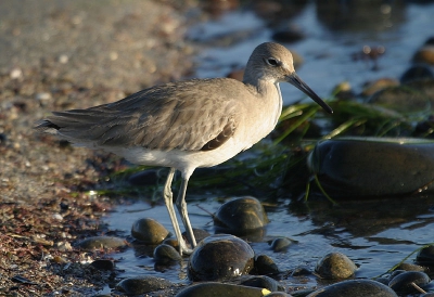 <i class='fa fa-user'></i> Peter Vercruijsse | Westelijke Willet  <i class='fa fa-eye'> 303</i>   <i class='fa fa-comment-o'> 3</i>