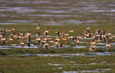 Gatherings of Calandra Larks concentrate on cereal crops in winter. Farm lands in Coastal Dobrudja hold of more than 2,000 birds together.
