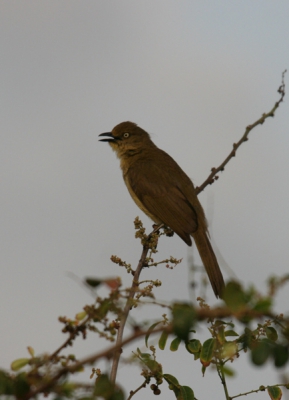 In de struiken rond de camping liet deze tamelijk saaie vogel zich alleen vroeg in de morgen zien en liet zich gemakkelijk fotograferen. Tot mijn verbazing kan ik hem op BP niet vinden. Toch een primeur?