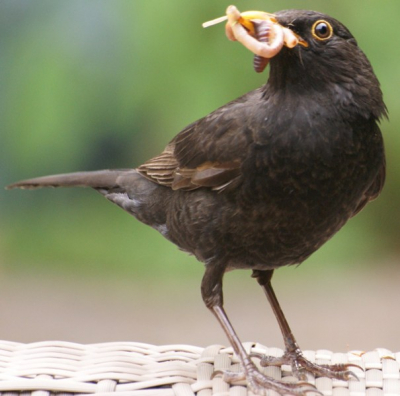 Een merel in de tuin met een snavel vol wormen, en bleef even mooi zitten voor de foto.