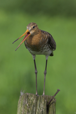 Op de uitkijk vanuit een paaltje in de polder. Geschoten in de avondzon.

[Canon 100-400 F4.5L @ F8]

p.s. echt heel jammer dat een staande foto niet 800 hoog mag zijn. Doet in dit geval echt afbreuk aan detail.
