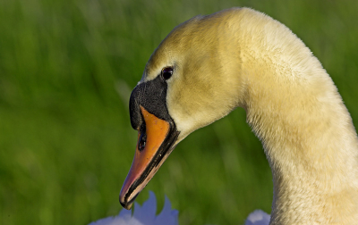 Ze zat op een nest in de avondzon af en toe vielen haar ogen gewoon dicht van vermoeidheid of misschien zag ze me gewoon niet als bedreiging en wilde gewoon een dutje doen. Ik vond alles prima.. als ik maar mooie opnamen kon maken, en dat bewijst dit toch maar eens.

[Canon 70-200 F4L @ 200 F5.6]