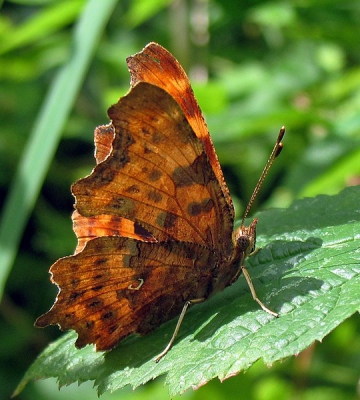 Mooi is te zien waarom hij (polygonia) c-album heet.