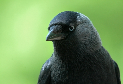 Ik verbaas me altijd over het moois dat anderen 'nog in het archief hadden zitten' en nu overkomt het mijzelf. 
Ik liep destijds in de dierentuin van Emmen toen deze kauw op de omheining van het elanden verblijf ging zitten. Ondanks alle exotische dieren is dit de mooiste foto van die dag.