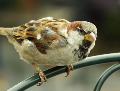Je ziet ze steeds minder, deze vogeltjes.
Deze gefotografeerd op een terrasje te Sluis.