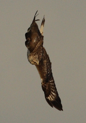 Deze ruigpootbuizerd kreeg ik te pakken terwijl hij/zij zich met grote snelheid naar beneden stortte. Lastige omstandigeheden: vrij ver weg en weinig licht. Maar voor de maandopdracht vind ik de foto wel passend.