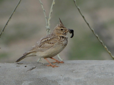 Crested Lark are very common in the PRT Camp. They stay in the area the complete year.