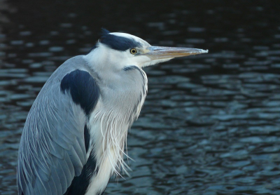 Deze reiger zat door de kou behoorlijk in elkaar gedoken en dat gaf me de kans een plaatje van 'm te schieten.