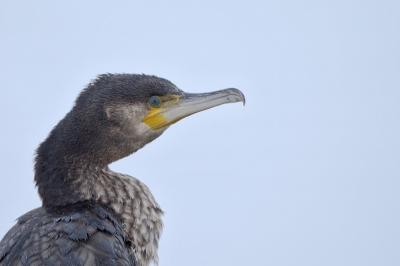 Paar weken geleden zat deze juveniele Aalscholver langs de Barneveldse Beek. Kon er goed dichtbij komen en heb uit de hand wat portretjes kunnen maken.
Als ik deze foto bekijk ben ik erg blij met de mark IV. Wat een details. Hoop dat jullie dat ook kunnen zien met max 800 pixels.
En ja, ik kan ook blauwe kieken, ruigpootbuizerd en roerdompen op blijven voeren, maar omdat er zo verschrikkelijk veel foto's worden getoond heb ik ervoor gekozen eens wat anders, simpelers up te loaden.