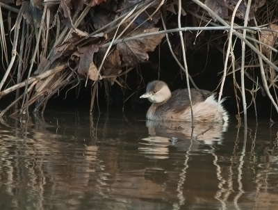 Even een paar uurtje naar de Amsterdamse waterleiding duinen. Daar zag ik 3 dodaars, nog niet zo simpel te fotograferen ze zitten meer onder water als er boven.