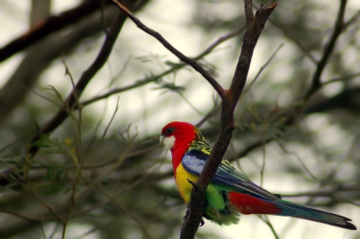Toen ik in Australi was vele vogels gezien in de prachtigste kleuren, waaronder deze Prachtrosella. Ik had even gekeken of er al n van deze ooit op BP is geupload, en kwam eigenlijk tot de conclusie dat dit niet zo was... Dus hopelijk een mooie primeur.