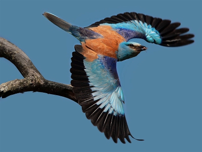 Litouwen is een vogel verdwijnt. Het blijft een kleine 12-15 paren. Aan het begin van de vorige eeuw leefden ze uitbundig en werd 10.000 paren.