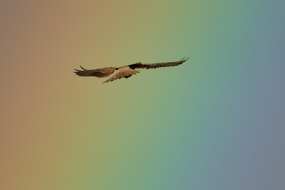 Ingredienten: Zondagmorgen, kerktijd, een biddende torenvalk en een lucht vol "Hoop".