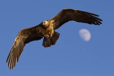 Deze 4 de jaars lammergier kwam frontaal aangevlogen net op het ogenblik dat de maan in hetzelfde beeld verscheen.