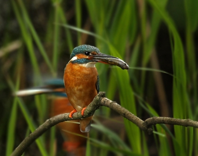 Na weken in mijn schuiltentje gezeten te hebben heb ik deze foto gemaakt.De ene ijsvogel zat al op de tak en de ander kwam er aan vliegen en op dat moment drukte ik af.
Ik heb zeker een kwartier alleen maar naar mijn schermpje zitten kijken en hoopte op de PC thuis te zien of ie scherp genoeg was.