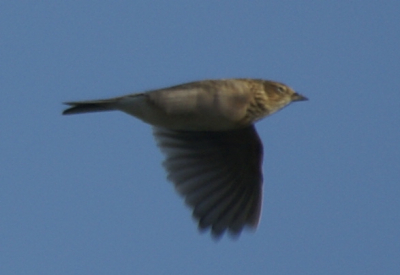 Tijdens het opruimen van wat foto's kwam ik deze vogel tegen, ik weet nog niet in welk mapje hij moet (zat zelf te denken in de gorzen familie...), kunnen jullie helpen?
