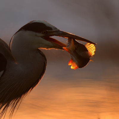 In het licht van de ondergaande zon op een besneeuwd landschap stond deze reiger te vissen. Voormij gelukkig dat de reiger erg veel moeite had om de baars naar binnen te werken, wat uiteindelijk wel lukte.