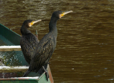 Deze aalscholvers hadden plaatsgenomen in en op de rand van deze boot. Door het tamelijk bewolkte weer viel vooral het verenkleed me op, maar ook de compositie.