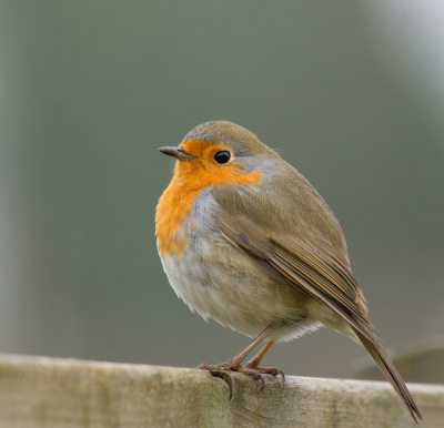 Gisteren kwam mijn eigen "tuinroodborst" nog eens uitgebreid poseren. Hier n van de foto's uit de serie waarvan ik denk dat het de fraaiste is. 

Groetjes,

Hans