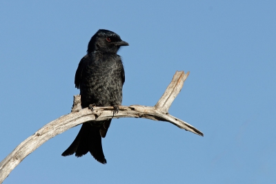 Na de leuke reacties op mijn vorige bijdrage nog maar een plaatje uit Zuid-Afrika. Dit keer van de vorkstaartdrongo. De vorkstaartdrongo was in ons park n van de algemeenste vogeltjes. Ze zaten veel op takjes langs de weg waar ze dan vanaf vlogen om vliegjes te vangen en dan landden ze vaak weer op het takje. Zo heb ik ook deze gefotografeerd, ik had de auto naast het takje geparkeerd en de vorkstaart drongo kwam al vrij snel weer terug en ging mooi poseren. 


Canon EOS 10D, 300 mm F4 IS L, TC1.4xII 
Sluitertijd 1/400 at F 10, ISO 200