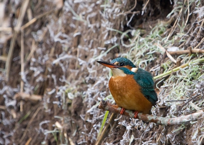 Ik ging op zoek naar de ijsvogel, maar helaas was m'n spotplekje al bezet. Dus parkeerde ik m'n auto een dam verder. Wat een geluk was dat zeg, want een paar tellen later kwam deze dame voor de lens. Het duurde misschien maar 1 seconde ofzo, toen ze haar mannetje weer achternavloog. Geweldig!