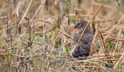 Vandaag mijn nieuwe lens op gehaald! Ik ben sinds vandaag de gelukkige bezitter van een Canon 500mm f4.
Meteen maar eens uit geprobeerd bij de kieken en niet geheel zonder succes. Op een gegeven moment kwam er n vanuit het niet achter mij weg en landde precies voor me op acceptabele afstand. Voorheen had ik 420mm nu had ik 700mm en dat is toch wel rg fijn hoor. Vind het wel jammer van de rietstengel voor de vogel, maar daar kan je nu eenmaal niets aan doen. Ik hoop jullie de komende tijd nog meer foto's met mijn nieuwe set te laten zien!