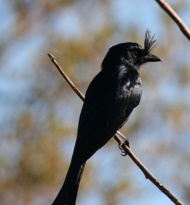 This bir has been elected by God himself to be the "king of birds" after having won a contest against the bat! Well, at least this is the legend every Malagasy guide can tell you!