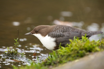 Ik ook weer eens echte BP-foto's gemaakt. Zat me af te vragen, moet er voor nou nog een stukje afgecropt worden? ;-)