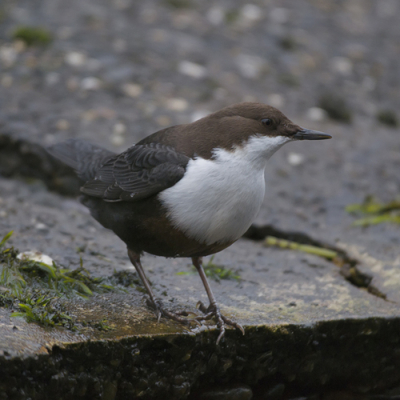 Gisteren gelopen in het awd en kwamen deze waterspreeuw tegen die zich van alle kanten liet fotograferen
