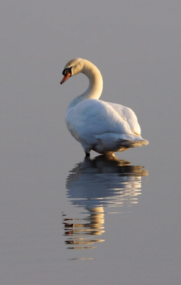 Prachtig ochtendlicht en een prachtige zwaan, poetsend in het zonnetje. Net voordat hij weer statig wegzwemt kijkt hij nog even om, ... Ja, ja, jij bent de mooiste hoor ;-)