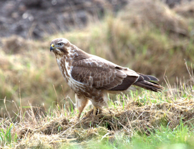 Buizerd gespot in de polder onder aan de dijk, gemaakt vanuit de auto