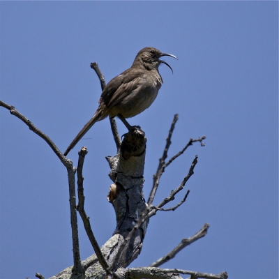 deze vogel kom je bijna nooit tegen heb ik gelezen, hij leeft verscholen in struikgewas en vliegt nooit in open ruimte, het moeders mooiste niet maar de zang vergoed veel. het is een bedreigde soort.