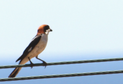 Wie kan mij vertellen welke vogel dit is dacht zelf aan een roodkop klauwier klopt dit?