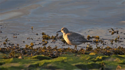 deze kanoet liep aan de voet van de zeedijk fourageren in de avondzon.