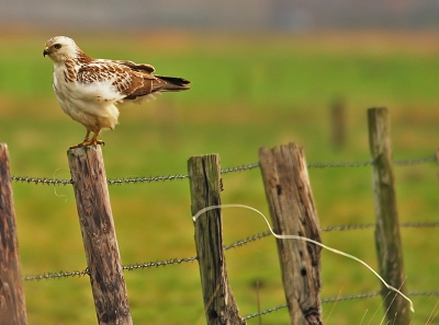 vanuit de mobiele hut met deurstatief en rijstzak bij winderig weer, gelukkig zat die voor de buizerd goed...