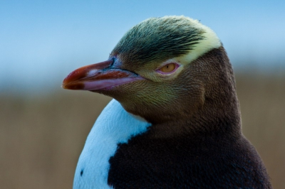 De geeloogpinguin is misschien wel de wereld zeldzaamste pinguinsoort. Het verlies van natuurlijke habitat is de grootste bedreiging.  De Maori naam is Hoiho wat herriemaker betekent.
Deze stond vlak voor zonsondergang in zijn eentje in een waterig zonnetje.
Gemaakt met een canon 40d, iso 400, F8, 1/500.