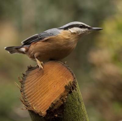 De klever vliegt steeds dezelfde route in mijn tuin, en heeft vaste landingsplaatsen. En daar kun je wat op anticiperen.