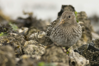 Deze had ik nog liggen van ons jaarlijkse uitje naar Texel, waar natuurlijk altijd de camera mee gaat.
Vanuit de hand steunend op n van de basaltblokken. Strandlopertje wilde goed meewerken
