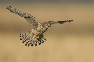 Een valk die in de flevopolder een veld deelde met blauwe kieken, smelleken, slechtvalk en nog veel meer prachtige roofvogels. Dat was daar een goed gedekte tafel voor deze vogels getuige het aantal en de soorten die daar na de sneeuwperiode dagelijks naar hun maaltje zochten. De afgebeelde torenvalk kwam zowat de auto binnenvliegen ..