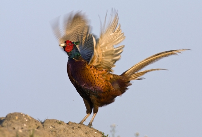 Opname van vorig jaar. De fazant zat mooi op een berg. Ik hoefde eigenlijk alleen maar te wachten op het goede moment.