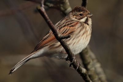 Plotseling daalt een gemengde groep vogeltjes neer
in de bebossing. Keepen, Groenlingen en Rietgorzen.
Deze Rietgors kwam even dichterbij.

Groet Andr