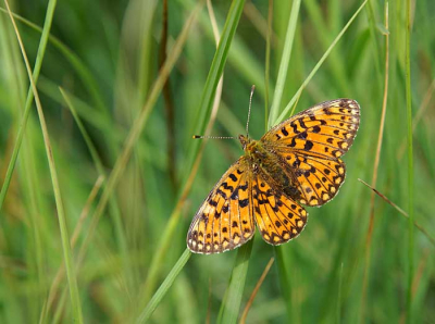 Deze fladderede in de Stadsgaten een natuurgebied nabij Hasselt.
Deze vlinder staatop de rode lijst.
Rond 10 juni is het toptijd maar er waren er slechts hier.