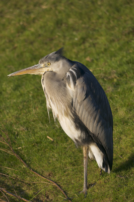 Reed vanmiddag langs het Rode Kruisziekenhuis daar zat deze reiger lekker in het zonnetje